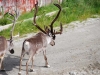 97_Tag15_Burfjord-Alta (31)